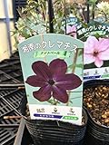 選べるクレマチス「湘南のクレマチス」 3号鉢花苗 (ナイトベール)