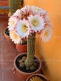 100本のサボテンの多肉植物盆栽の花多年生屋内または屋外の鉢植えの家庭用植え付け：7