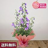 母の日鉢植えギフトフラワー【全国送料無料】カンパニュラ「ステラ」