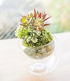 多肉植物 寄せ植え taniku コケ玉 glasslabo Lサイズ