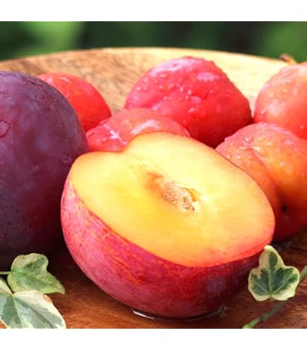 鹿児島産すもも9キロ 楽天市場】鹿児島 すももの通販