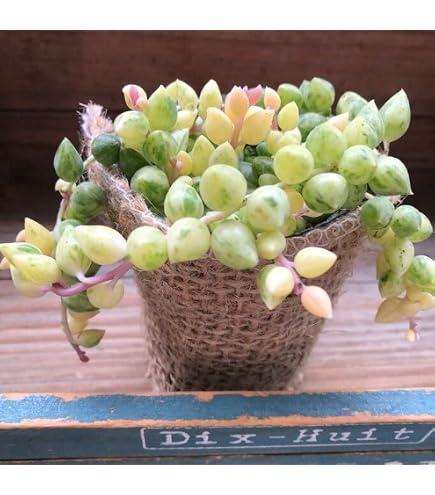 Amazon｜ドロソフィルム ルシタニクム 7.5cmスリット植え 2株｜観葉