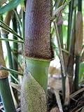 Dendrocalamus strictus - Male bamboo - Calcutta bamboo - Solid bamboo - 100 seeds