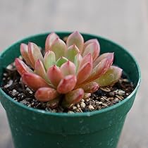 Amazon.co.jp: オウレイ 黄麗 7.5cmポット 多肉植物 セダム Sedum