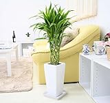 観葉植物 幸せの開運竹 ６号 スクエアホワイト陶器鉢+陶器鉢皿付き