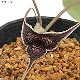 (山野草)オナガカンアオイ(尾長寒葵) 3号(1ポット) 本州・四国限定[生体]