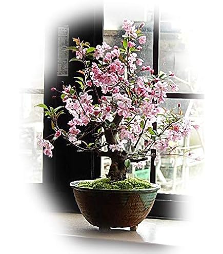 Amazon.co.jp: 盆栽 ボケ（日月星）（紅白咲き分け）の鉢植えミニ盆栽