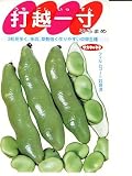 ソラマメの種 打越一寸 サカタのソラマメ種です (グリーンデポ)