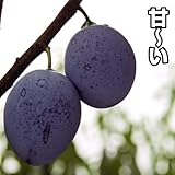 国華園　果樹苗　プルーン　シュガー　1株【※発送が国華園からの場合のみ正規品です】