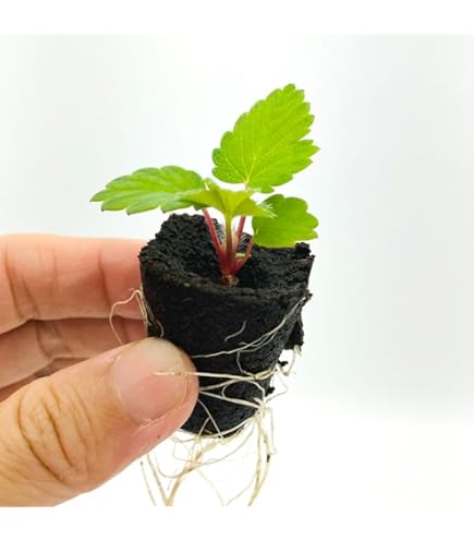 Amazon.co.jp: イチゴ苗 福岡いちご (品種名 福岡S6号) 6株 / 国華園