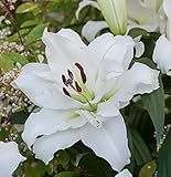 秋植え球根 カサブランカで八重咲き ゆり オリエンタルリリー 八重咲きカサブランカ ダブルカサブランカ・ホワイトアイズ 1球パック