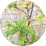 山椒 苗木 朝倉さんしょう 13.5cmポット苗 サンショウ 苗 さんしょう