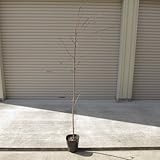 ソメイヨシノ桜苗 1.5m前後の 染井吉野桜の苗ですので 植樹におすすめの 樹形の良い染井吉野サクラ苗です