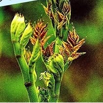 ⭐たらの芽 苗木⭐ ⭐20本⭐ 楽天市場】タラの芽 苗の通販