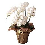 翌日配達お花屋さん　コチョーラン鉢植え（胡蝶蘭3～5本立・カード付き）ビジネス・開店祝・移転祝・開業祝・周年記念・新築祝・就任祝・昇進祝・お中元・お歳暮・各種お祝用 花の配達便!