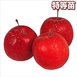 国華園　果樹苗　リンゴ　アルプス乙女　1株