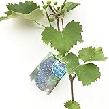 ぶどう 苗木 キャンベルアーリー 12cmポット苗 ブドウ 苗 葡萄