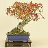 山モミジ（小品盆栽） 【雑木盆栽 紅葉】いよじ園