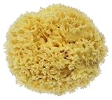 Nice Days（ナイス　ディズ）　子供スポンジ　天然海綿　 (4.0-4.5インチ)