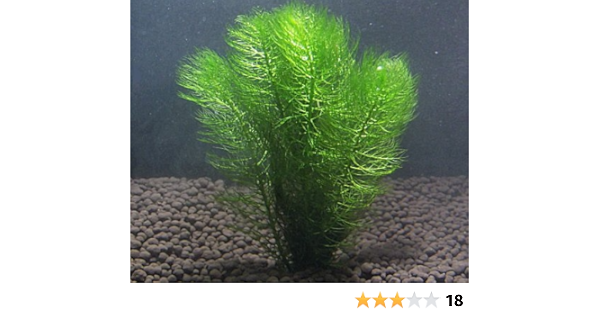 Amazon ウィローモス １カップ とマツモ５本 丈夫で手間いらず メダカ 金魚 ビオトープに イイ水草市場 生体水草 通販