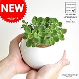 LAND PLANTS 【観葉植物】 アロマティカス （白色丸陶器鉢）