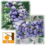 ブルーベリー：大実ハイブッシュ系5号苗2本セット（ブルーレカとダロー）[受粉セット][苗木]