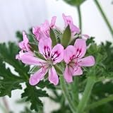 ニオイゼラニウム：ローズ（ローズゼラニウム）3～3.5号 3株セット ノーブランド品