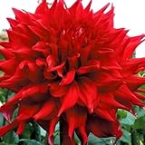 国華園　春植え球根 ダリア ダナムミーチャー (巨大輪) 1球【※発送が国華園からの場合のみ正規品です】
