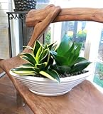 観葉植物サンスベリアのカラーミックス舟形鉢
