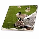 Krista Funk Creations渡り鳥 – カナダGeese and Ducks on the River – タイル 6-Inch-Ceramic ct_18548_2