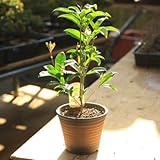 小品盆栽:品種が選べる金銀モクセイ*(キンモクセイ)