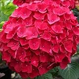 国華園　花木　アジサイ　マジカルルビーレッド(外)　1株【※発送が国華園からの場合のみ正規品です】