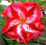 40 Fresh seedsアデニウム アラビカム オベスム 砂漠のバラ種子(40粒)塊根植物種子Adenium obesum Desert Roses seeds no297-TAMARA