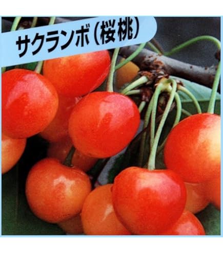 Amazon.co.jp: さくらんぼ苗木 佐藤錦とナポレオン 受粉樹セット : DIY