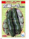 打越一寸  サカタのそら豆です