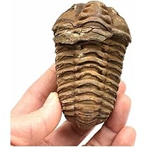 三葉虫 フレキシカリメネ [FC82] 化石 Amazon.co.jp: Acxico 1個 フレキシカリメネ モロッコ 三葉虫