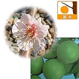 ウメ（梅）：豊後（ブンゴ）4～5号ポット[淡紅色の花の大実晩生種 漬け梅・梅干し専用][苗木]