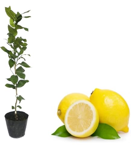 Amazon.co.jp: ノーブランド品 レモン 苗木 【トゲなし リスボンレモン