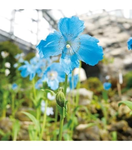 朝顔の種 3種類ミックス 朝顔の種 3種類ミックス