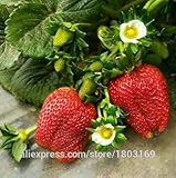 2016年5種類の200 /パックベリー種子BIG BERRYのSEEDラズベリー室伏ブルーベリー、ブラックベリー、桑イチゴ種子フルーツ種子