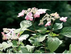 のオシャレな アジサイ 紫陽花 アマチャ 甘茶 茶庭 植木 庭木 苗木 落葉低木 アジサイ 紫陽花 アマチャで初夏の庭を七変化 在庫処分大特価 R4urealtygroup Com