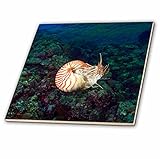 Danita Delimont – 魚 – Chambered Nautilus魚GnemelisドロップオフPalau – oc16 sws0075 – Stuartウェストモーランド – タイル 