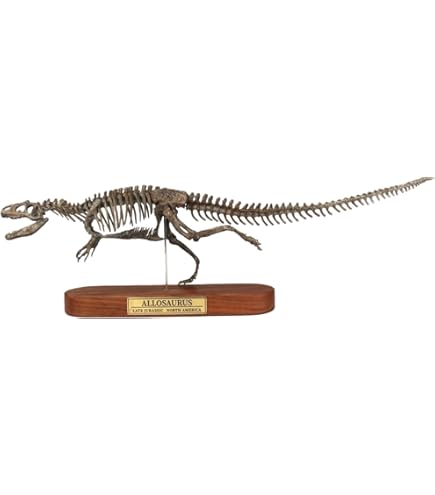 Amazon | 菊石 1/10 サイズ アロサウルス 骨格 恐竜 リアル フィギュア