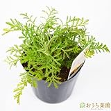 ダイヤーズカモミール 【苗】 9cmポット ＜当店は 苗 種 鉢 培養土 ニーム の専門店＞