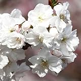 桜 苗木 静香 12cmポット苗 しずか さくら 苗 サクラ