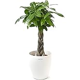 観葉植物 本物 パキラ 7号鉢 【ラスターポット（白）鉢カバー付】