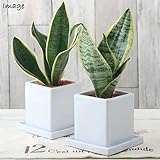 (観葉)サンスベリア 陶器鉢植え ～ダイスM WH～ 受け皿付 本州・四国限定[生体]