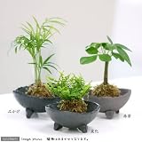 (観葉)私のオアシス ～益子焼小皿とコケ玉 おまかせ観葉のセット 赤楽～ 説明書付き 本州・四国限定[生体]