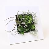 A plus floral art インテリア グリーン ボタニカル フレーム quatro クワトロ 白 フェイクグリーン 多肉植物 観葉植物 造花 壁掛け ギフト