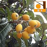 ビワ：涼峰（リョウホウ）4号ポット[果汁が多くて酸味が少ない早生品種][苗木]